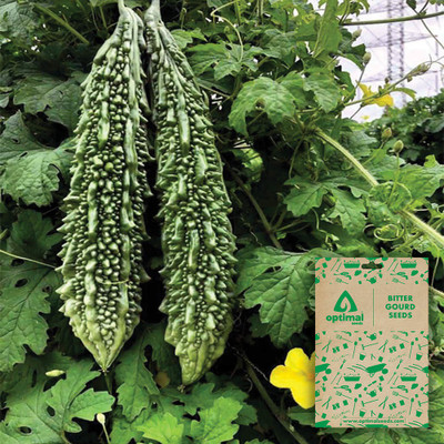 Optimal Seeds Bitter Gourd Seed(10 per packet)