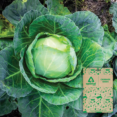 Optimal Seeds Cabbage Seed(50 per packet)