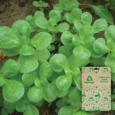 Optimal Seeds Purslane (Kulfa) Seed(100 per packet)