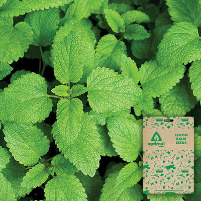Optimal Seeds Lemon Balm Seed(100 per packet)