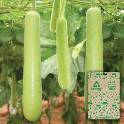 Optimal Seeds Long Bottle Gourd Seed(10 per packet)