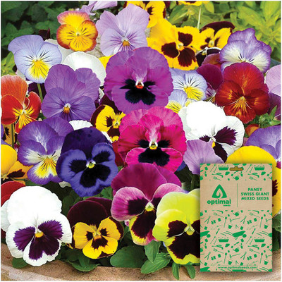 Optimal Seeds Pansy Swiss Giant Mixed Seed(100 per packet)