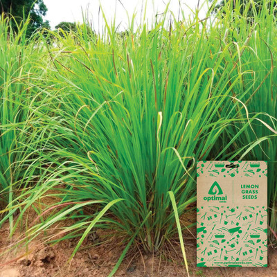Optimal Seeds Lemon Grass Seed(100 per packet)