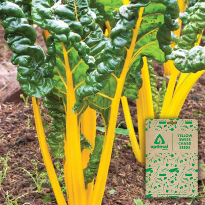 Optimal Seeds Yellow Swiss Chard Seed(20 per packet)