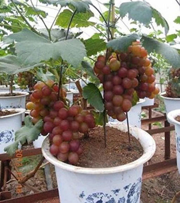 GURVEPLANTATIONI Grape Plant(Hybrid, Pack of 1)