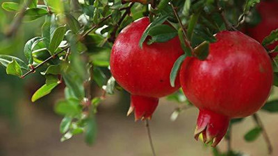 KANAYA Anar Fruit Seed(60 per packet)