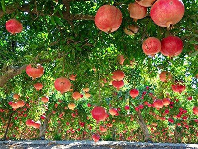CYBEXIS NBIR-25 - Sinduri Pomagranate (Anar) - (270 Seeds) Seed(270 per packet)