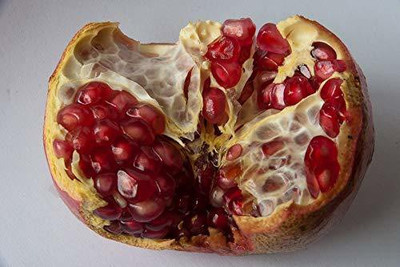 CYBEXIS NDIR-85 - Pomegranate Fruit Tree - (270 Seeds) Seed(270 per packet)