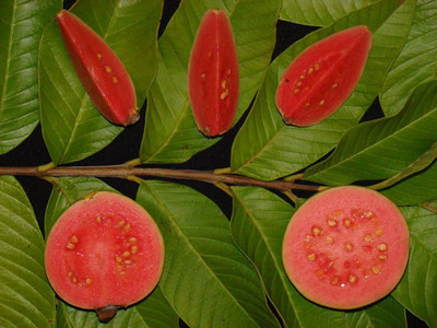 KANAYA Red Guava/Amrud/Amrood Fruit Seed(80 per packet)