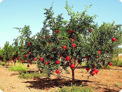 Aywal Anar Fruit Seed(15 per packet)
