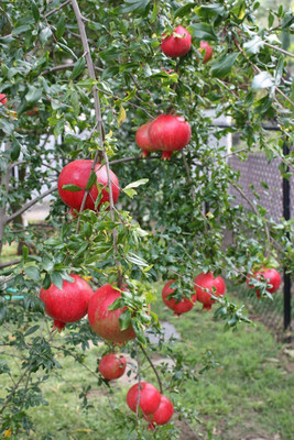 Aywal Pomegranate Anar Red Bhagwa Seed(10 per packet)