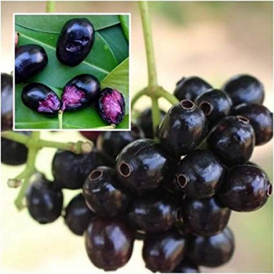 GURVEPLANTATIONI Jamun Plant(Hybrid, Pack of 1)