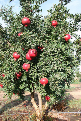 CYBEXIS LX-13 - Pomegranate | Anar - (270 Seeds) Seed(270 per packet)