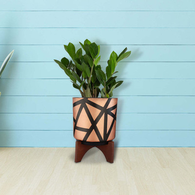 TrustBasket Sizzle stand Plant Container Set(Wood)