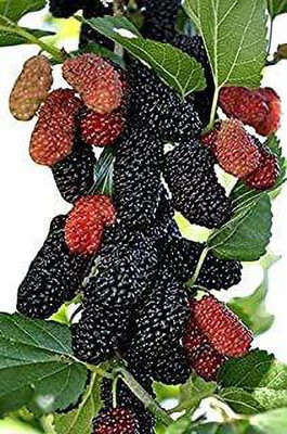 samarthgreen Shahtoot/Mulberry Plant(Hybrid, Pack of 1)