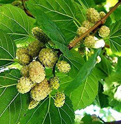 dream shop now Shahtoot/Mulberry Plant(Hybrid, Pack of 1)
