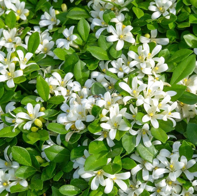 Linaa Madhu Kamini Plant(Hybrid, Pack of 1)
