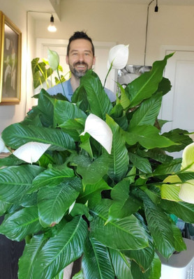 Greenery Nursery Peace Lily Plant(Hybrid, Pack of 1)