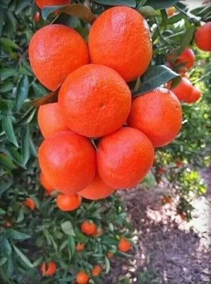 KANAYA Orange Fruit Hybrid Seed(15 per packet)