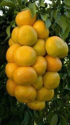 KANAYA Orange Fruit Hybrid Seed(10 per packet)