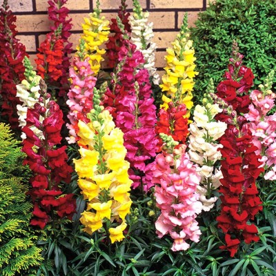 Aywal Antirrhinum Palette Mix Flower Seed(80 per packet)