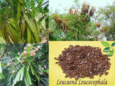 EasySeeds Subabul,Wild tamarind, Horse tamarind, White Babool, Leucaena,Safed Babool Seed(10 per packet)