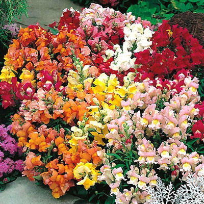 Aywal Antirrhinum 'madame butterfly' F1 Hybrid mix flower Seed(90 per packet)