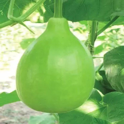 MKR Enterprises Bottle Gourd Seed(20 per packet)