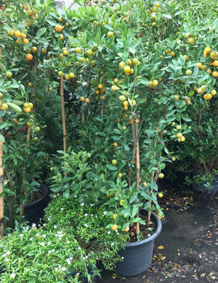 KANAYA Orange Seed(30 per packet)