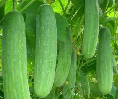 MKR Enterprises Cucucmber Seed(50 per packet)