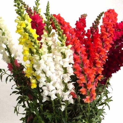 Aywal ANTIRRHINUM MIXED FLOWER Seed(20 per packet)