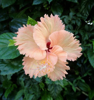 JDM Store Hibiscus flowers seeds Seed(20 per packet)