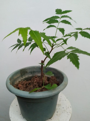 APOSOLUARD Neem Plant(Hybrid, Pack of 1)