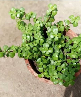 NISHKAM Jade Plant(Pack of 1)