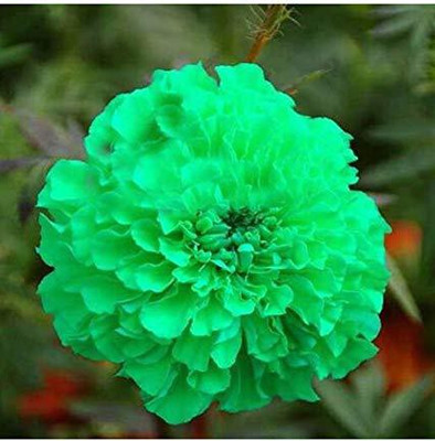 KANAYA African Marigold/ Gainda Flower Seed(200 per packet)