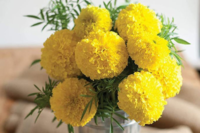 KANAYA African Marigold/ Gainda Flower Seed(15 per packet)