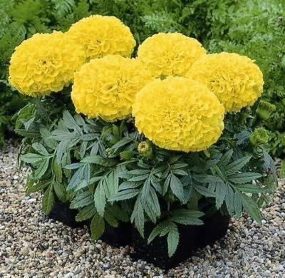 KANAYA Marigold Flower Seed(10 per packet)