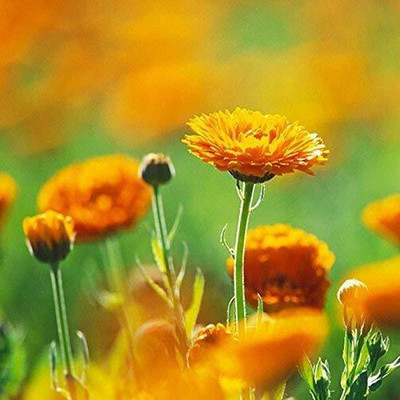 KANAYA African Marigold/ Gainda Flower Seed(10 per packet)