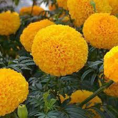 KANAYA Marigold French Flower Seed(20 per packet)