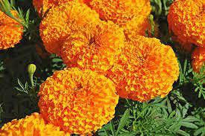 Aywal Marigold Dwarf French - Durango RED Seed(300 per packet)