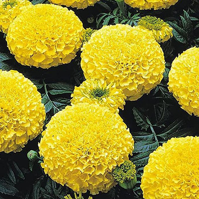 KANAYA Marigold Flower Seed(20 per packet)