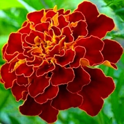 KANAYA African Marigold Flower Mix GMO Free Seed(20 per packet)