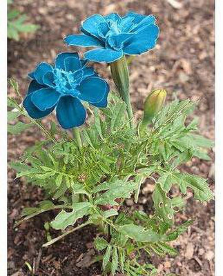 KANAYA Marigold Flower Seed(20 per packet)
