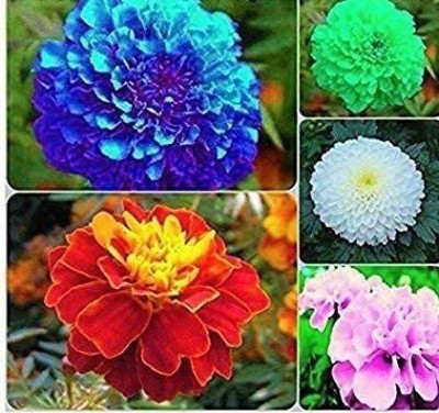 Aywal Marigold African, Genda Phool Seed(90 per packet)