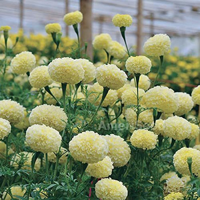KANAYA Marigold French Flower Seed(20 per packet)