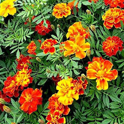 KANAYA African Marigold Flower Mix GMO Free Seed(10 per packet)