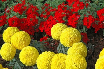 KANAYA Marigold African F2 Dwarf Flower Seed(15 per packet)