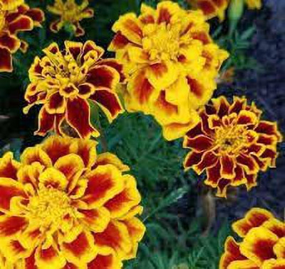 KANAYA African Marigold/ Gainda Flower Seed(20 per packet)