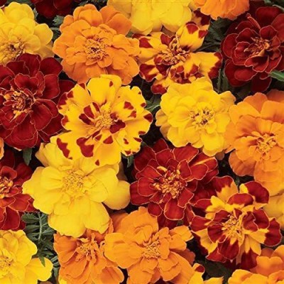 KANAYA African Marigold Flower Mix GMO Free Seed(15 per packet)