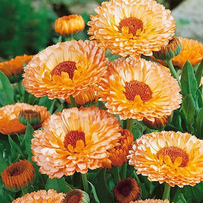 KANAYA Marigold African F2 Dwarf Flower Seed(15 per packet)